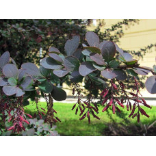 Барбарис звичайний їстівний Атропурпуреа | Berberis vulgaris Atropurpurea | Барбарис обыкновенный съедобный Атропурпуреа
