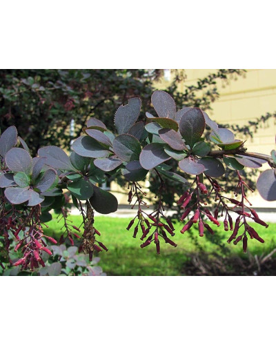 Барбарис звичайний їстівний Атропурпуреа | Berberis vulgaris Atropurpurea | Барбарис обыкновенный съедобный Атропурпуреа