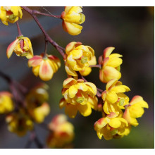 Барбарис звичайний їстівний Атропурпуреа | Berberis vulgaris Atropurpurea | Барбарис обыкновенный съедобный Атропурпуреа