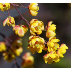 Барбарис звичайний їстівний Атропурпуреа | Berberis vulgaris Atropurpurea | Барбарис обыкновенный съедобный Атропурпуреа