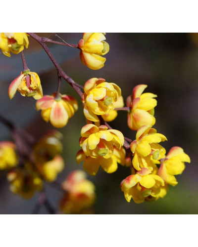 Барбарис звичайний їстівний Атропурпуреа | Berberis vulgaris Atropurpurea | Барбарис обыкновенный съедобный Атропурпуреа