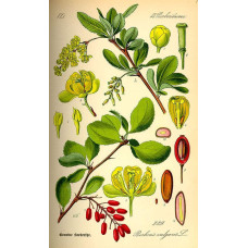 Барбарис звичайний їстівний Атропурпуреа | Berberis vulgaris Atropurpurea | Барбарис обыкновенный съедобный Атропурпуреа