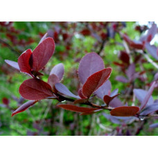 Барбарис звичайний їстівний Атропурпуреа | Berberis vulgaris Atropurpurea | Барбарис обыкновенный съедобный Атропурпуреа