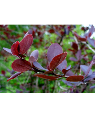 Барбарис звичайний їстівний Атропурпуреа | Berberis vulgaris Atropurpurea | Барбарис обыкновенный съедобный Атропурпуреа