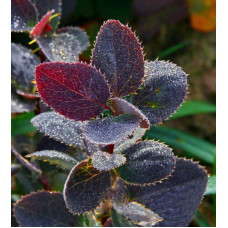 Барбарис звичайний їстівний Атропурпуреа | Berberis vulgaris Atropurpurea | Барбарис обыкновенный съедобный Атропурпуреа