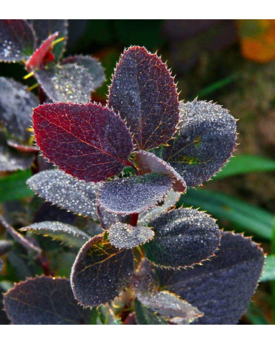 Барбарис звичайний їстівний Атропурпуреа | Berberis vulgaris Atropurpurea | Барбарис обыкновенный съедобный Атропурпуреа