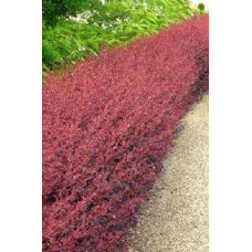 Барбарис оттавський Аурікома | Барбарис оттавский Аурикома | Berberis ottawensis Auricoma