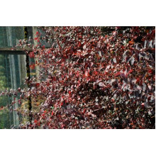 Барбарис оттавський Аурікома | Барбарис оттавский Аурикома | Berberis ottawensis Auricoma