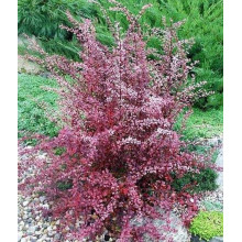 Барбарис оттавський Аурікома | Барбарис оттавский Аурикома | Berberis ottawensis Auricoma