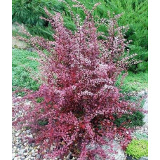 Барбарис оттавський Аурікома | Барбарис оттавский Аурикома | Berberis ottawensis Auricoma