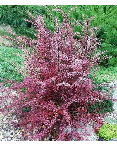 Барбарис оттавський Аурікома | Барбарис оттавский Аурикома | Berberis ottawensis Auricoma