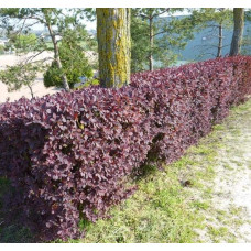 Барбарис оттавський Аурікома | Барбарис оттавский Аурикома | Berberis ottawensis Auricoma