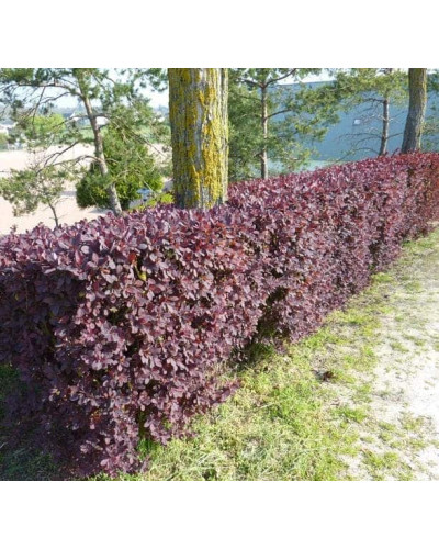 Барбарис оттавський Аурікома | Барбарис оттавский Аурикома | Berberis ottawensis Auricoma