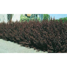 Барбарис оттавський Аурікома | Барбарис оттавский Аурикома | Berberis ottawensis Auricoma