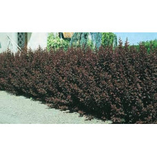 Барбарис оттавський Аурікома | Барбарис оттавский Аурикома | Berberis ottawensis Auricoma
