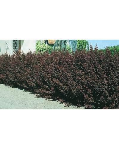 Барбарис оттавський Аурікома | Барбарис оттавский Аурикома | Berberis ottawensis Auricoma