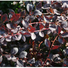 Барбарис оттавський Аурікома | Барбарис оттавский Аурикома | Berberis ottawensis Auricoma