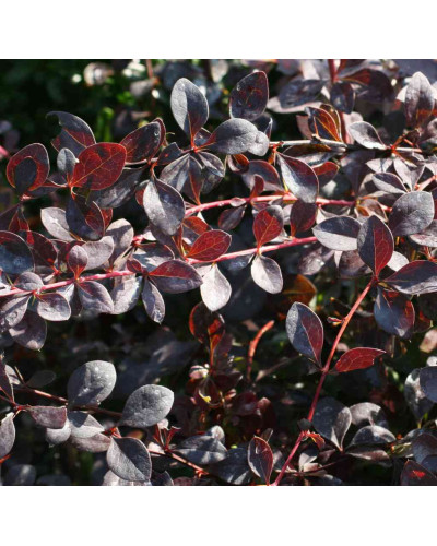 Барбарис оттавський Аурікома | Барбарис оттавский Аурикома | Berberis ottawensis Auricoma