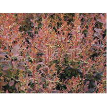 Барбарис оттавський Аурікома | Барбарис оттавский Аурикома | Berberis ottawensis Auricoma