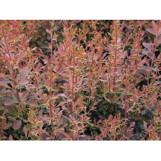 Барбарис оттавський Аурікома | Барбарис оттавский Аурикома | Berberis ottawensis Auricoma