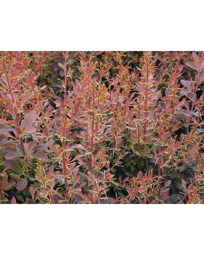 Барбарис оттавський Аурікома | Барбарис оттавский Аурикома | Berberis ottawensis Auricoma