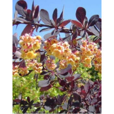 Барбарис оттавський Аурікома | Барбарис оттавский Аурикома | Berberis ottawensis Auricoma