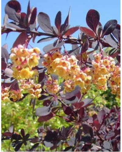 Барбарис оттавський Аурікома | Барбарис оттавский Аурикома | Berberis ottawensis Auricoma