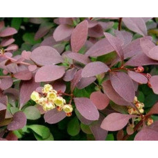 Барбарис оттавський Аурікома | Барбарис оттавский Аурикома | Berberis ottawensis Auricoma