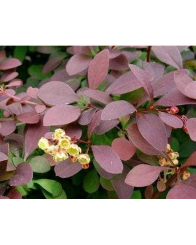 Барбарис оттавський Аурікома | Барбарис оттавский Аурикома | Berberis ottawensis Auricoma