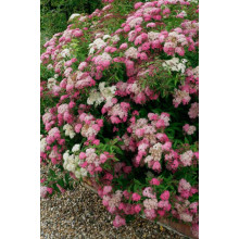 Спирея японская Широбана | Spiraea japonica Shirobana | Спірея японська Широбана
