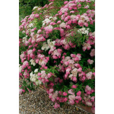 Спирея японская Широбана | Spiraea japonica Shirobana | Спірея японська Широбана