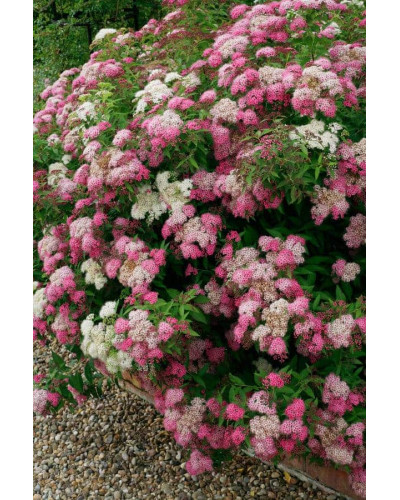 Спирея японская Широбана | Spiraea japonica Shirobana | Спірея японська Широбана