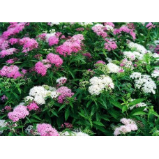Спирея японская Широбана | Spiraea japonica Shirobana | Спірея японська Широбана