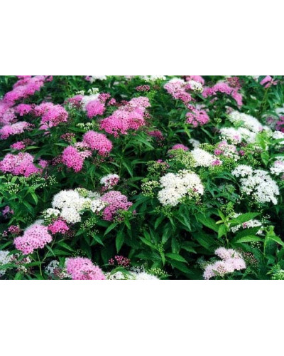 Спирея японская Широбана | Spiraea japonica Shirobana | Спірея японська Широбана
