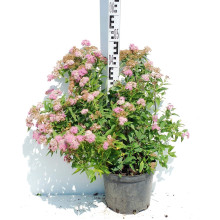 Спирея японская Широбана | Spiraea japonica Shirobana | Спірея японська Широбана