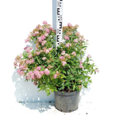 Спирея японская Широбана | Spiraea japonica Shirobana | Спірея японська Широбана