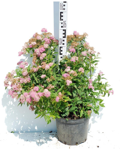 Спирея японская Широбана | Spiraea japonica Shirobana | Спірея японська Широбана