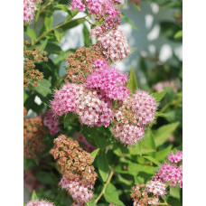 Спирея японская Широбана | Spiraea japonica Shirobana | Спірея японська Широбана