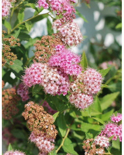 Спирея японская Широбана | Spiraea japonica Shirobana | Спірея японська Широбана