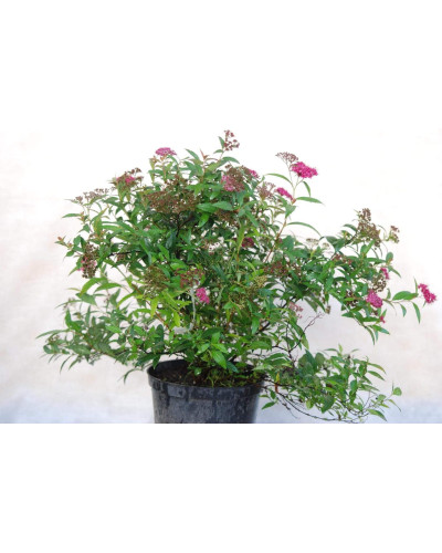 Спирея японская Широбана | Spiraea japonica Shirobana | Спірея японська Широбана