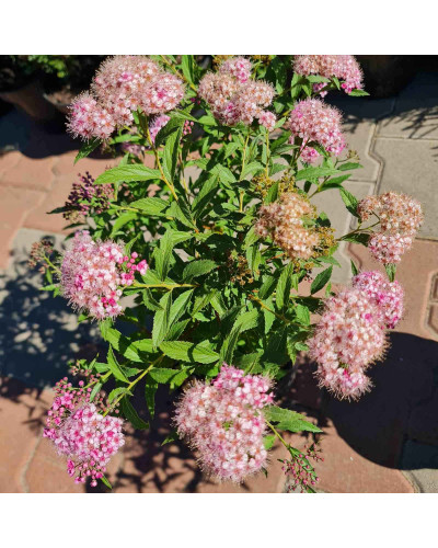 Спирея японская Широбана | Spiraea japonica Shirobana | Спірея японська Широбана