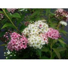 Спирея японская Широбана | Spiraea japonica Shirobana | Спірея японська Широбана