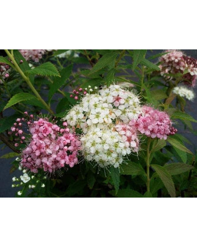 Спирея японская Широбана | Spiraea japonica Shirobana | Спірея японська Широбана