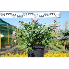Спирея японская Широбана | Spiraea japonica Shirobana | Спірея японська Широбана