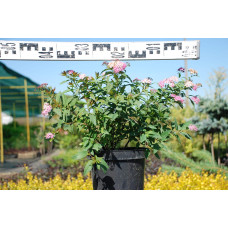 Спирея японская Широбана | Spiraea japonica Shirobana | Спірея японська Широбана