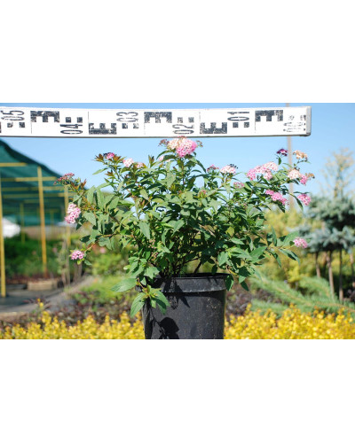 Спирея японская Широбана | Spiraea japonica Shirobana | Спірея японська Широбана