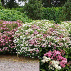Спирея японская Широбана | Spiraea japonica Shirobana | Спірея японська Широбана