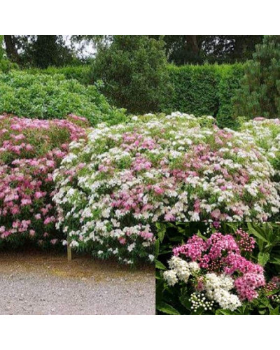 Спирея японская Широбана | Spiraea japonica Shirobana | Спірея японська Широбана