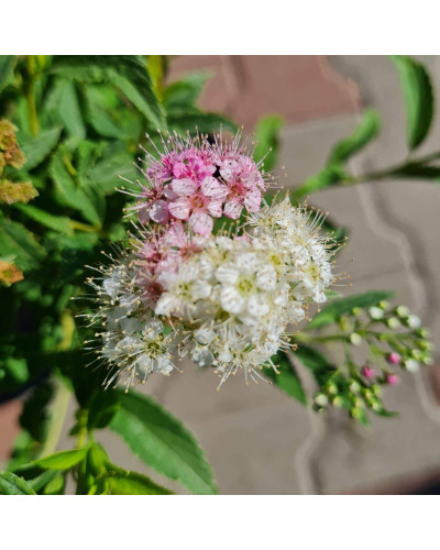 Спирея японская Широбана | Spiraea japonica Shirobana | Спірея японська Широбана