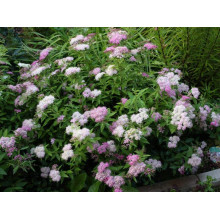 Спирея японская Широбана | Spiraea japonica Shirobana | Спірея японська Широбана